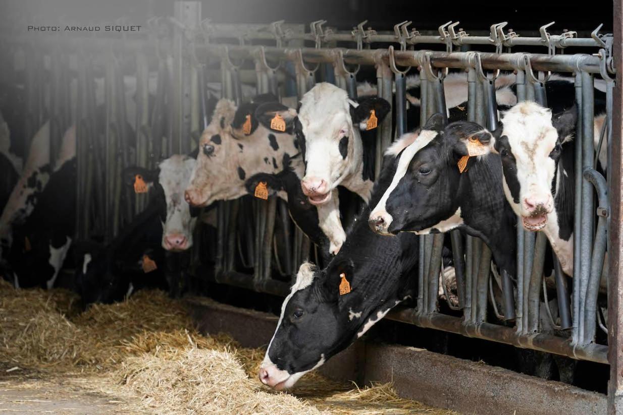 Gite Familial Ferme Des Aujes Falaen Onhaye Exteriör bild